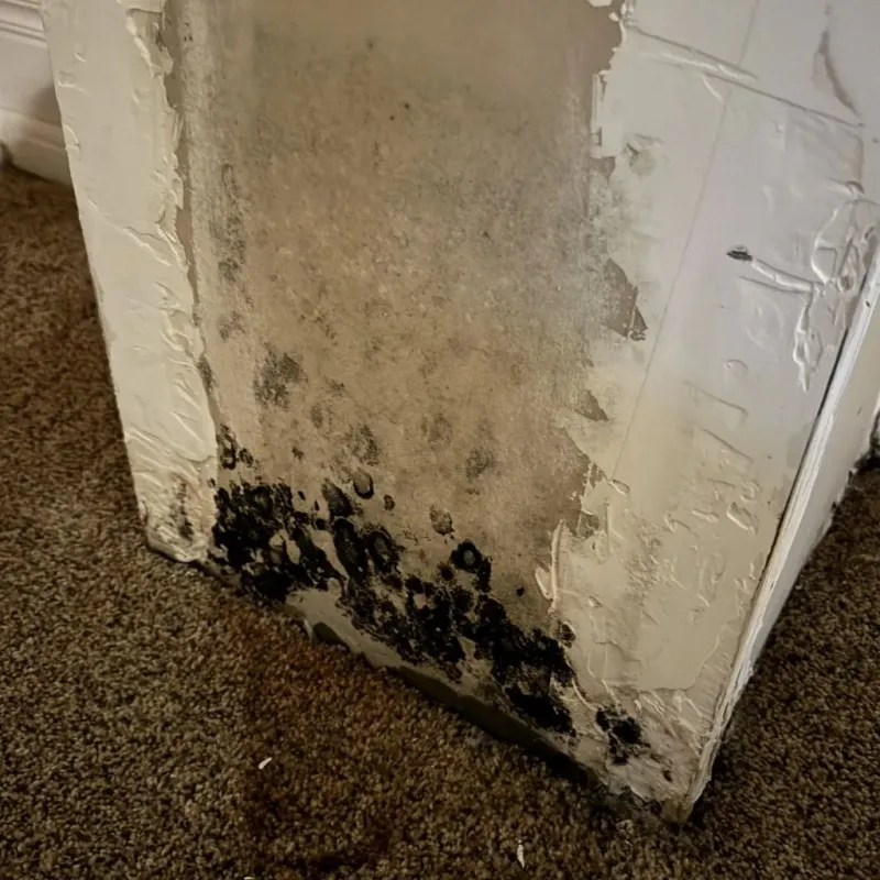 Professional Mold Removal in Camden, TN